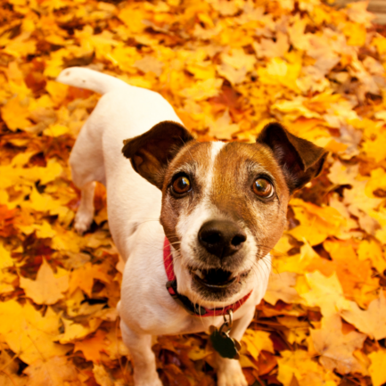 Dog in a leafy forest in autumnal Burgenland.