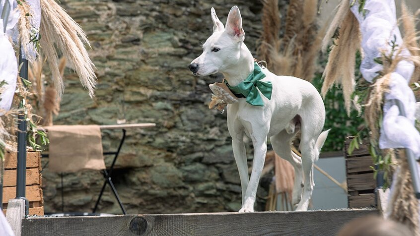 Dog-Friendly Wedding — Joker Brings the Rings for the Bride and Groom (c) Max Werdenigg.