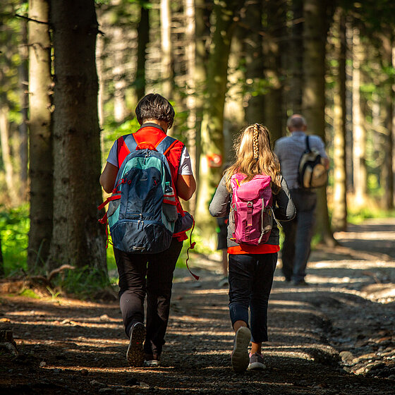 Hiker in a forest in Geschriebenstein (c) Burgenland Tourism, Andreas Hafenscher