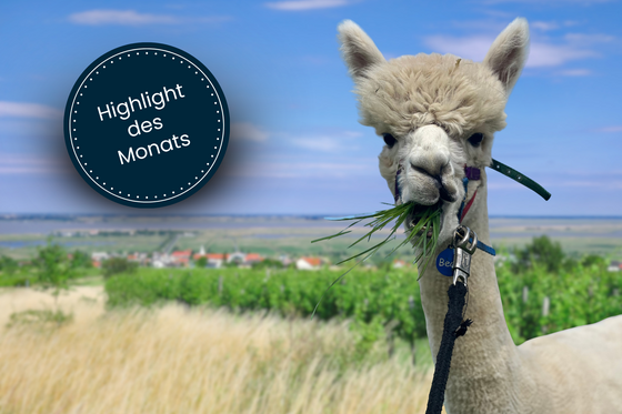 Alpaca in a meadow with a "Highlight of the Month" button Alpaca in a meadow with a "Highlight of the Month" button