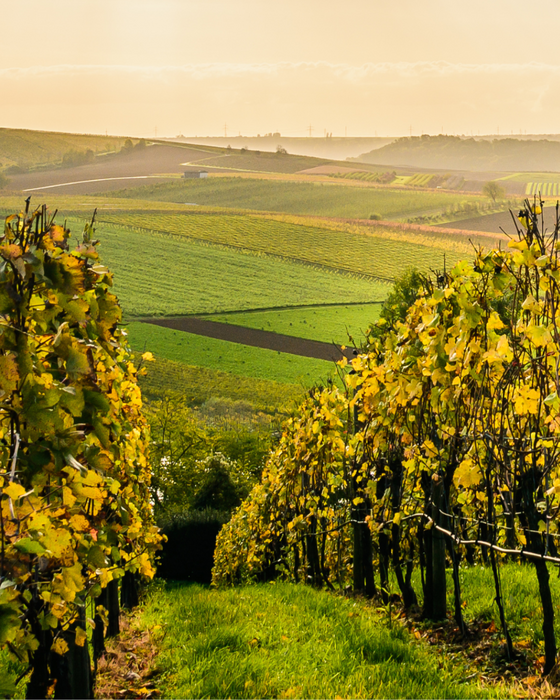 Vines in Southern Burgenland