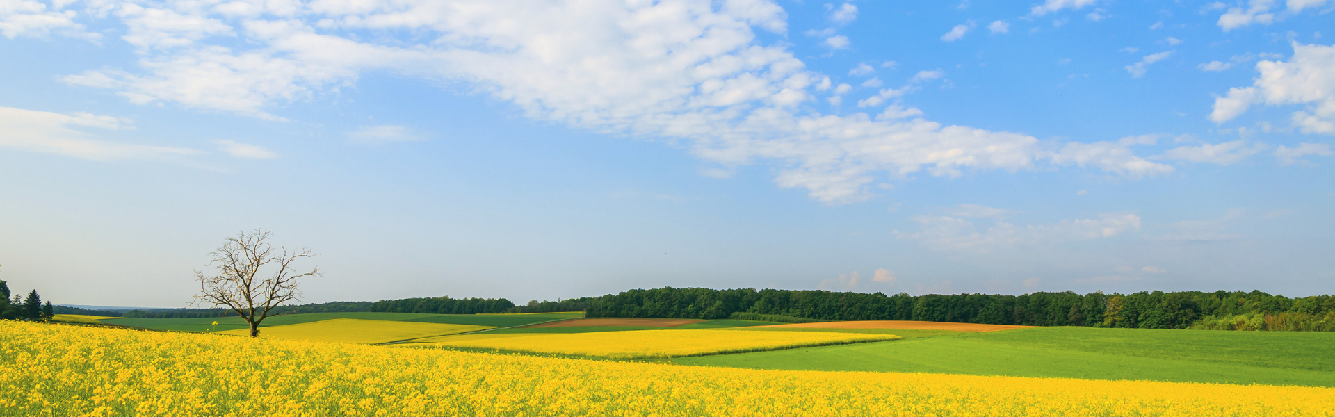 Hilly landscape of Southern Burgenland