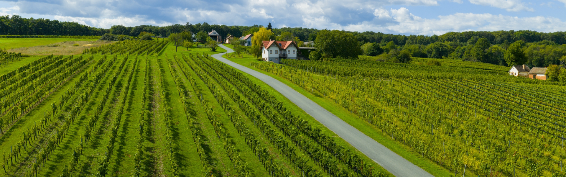 Three Vineyards Loop Trail (c) Burgenland Tourism_MFilm.