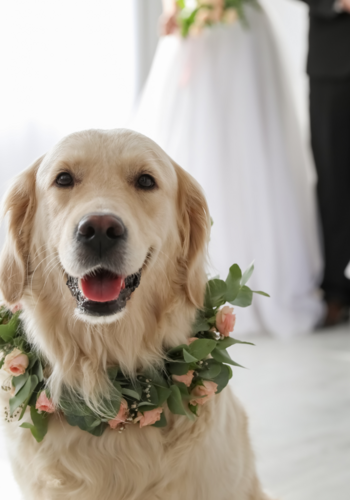 Festively styled dog with a bridal couple in the background. Festively styled dog with a bridal couple in the background.